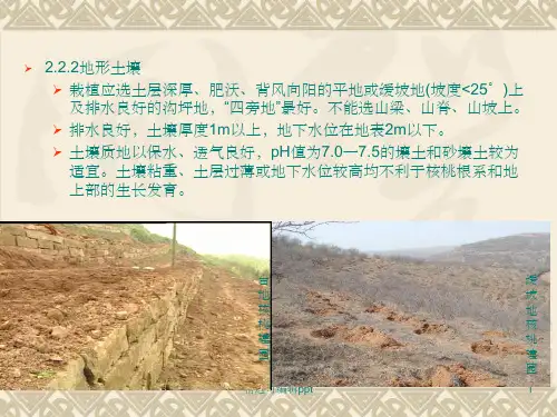 核桃栽培术培训(二)