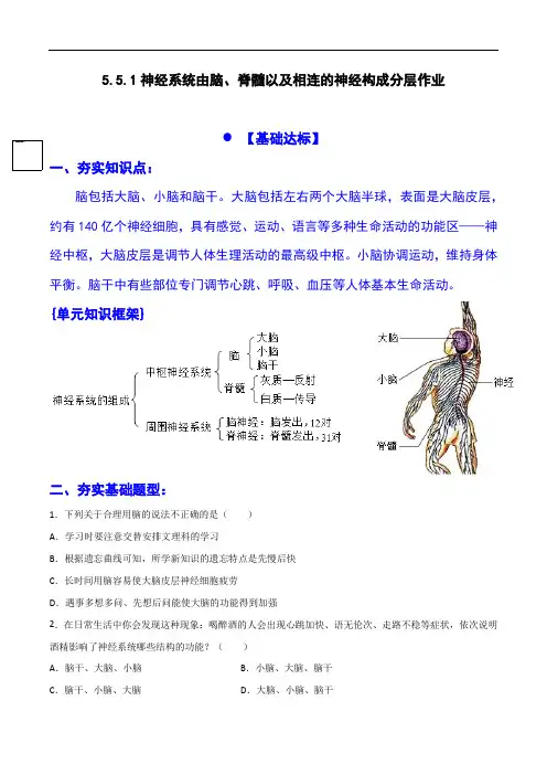 初中生物课: 神经系统结构分层作业