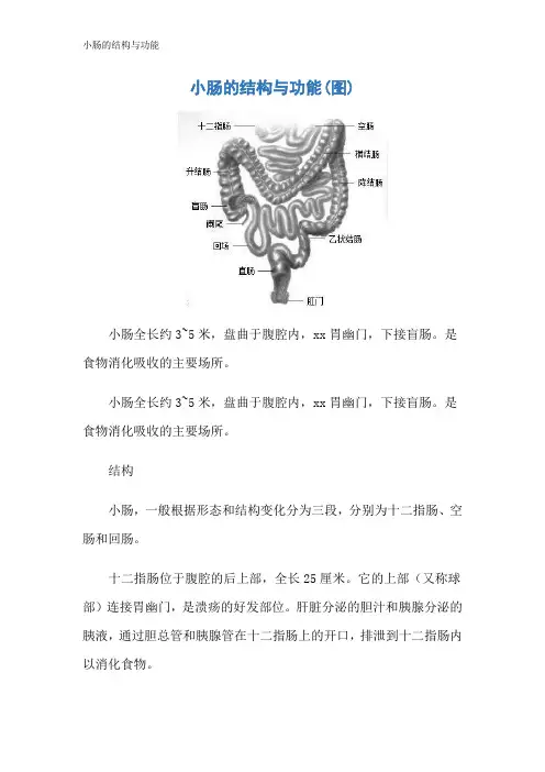 小肠的结构与功能