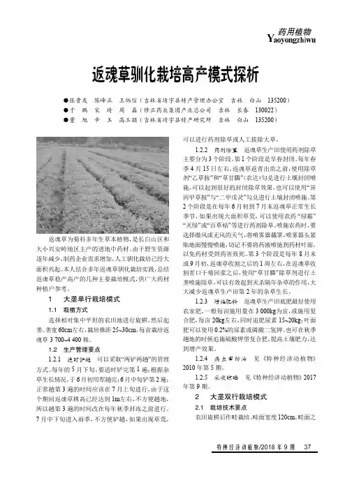返魂草驯化栽培高产模式探析