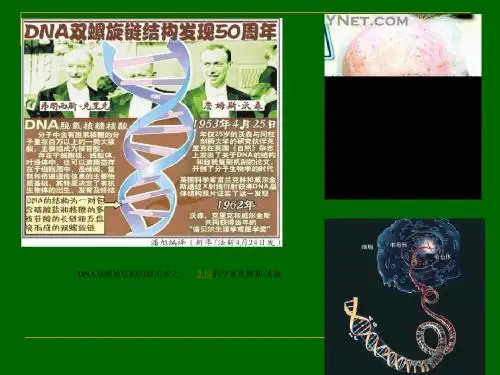 (2) 真核生物基因调节regulation of transcription in eukaryotes