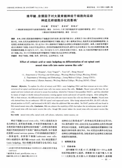 维甲酸、音猬因子对大鼠脊髓神经干细胞向运动神经元样细胞分化的影响