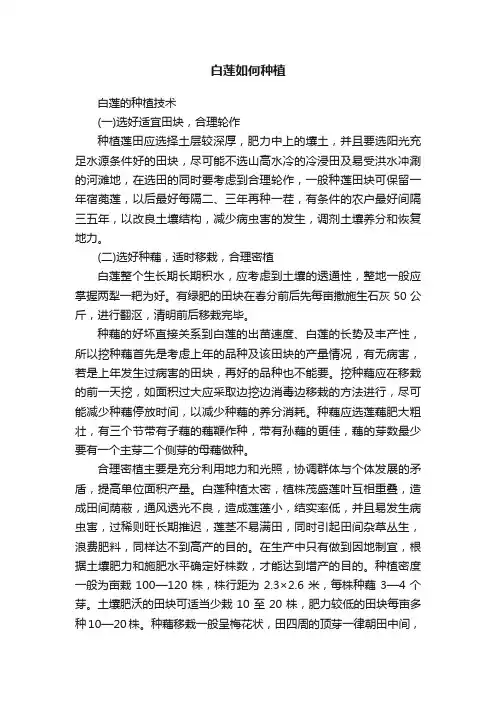 白莲如何种植