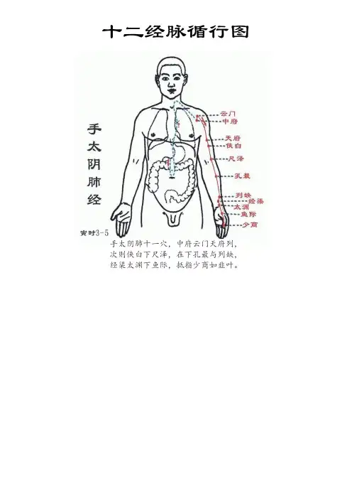 十二经脉穴位