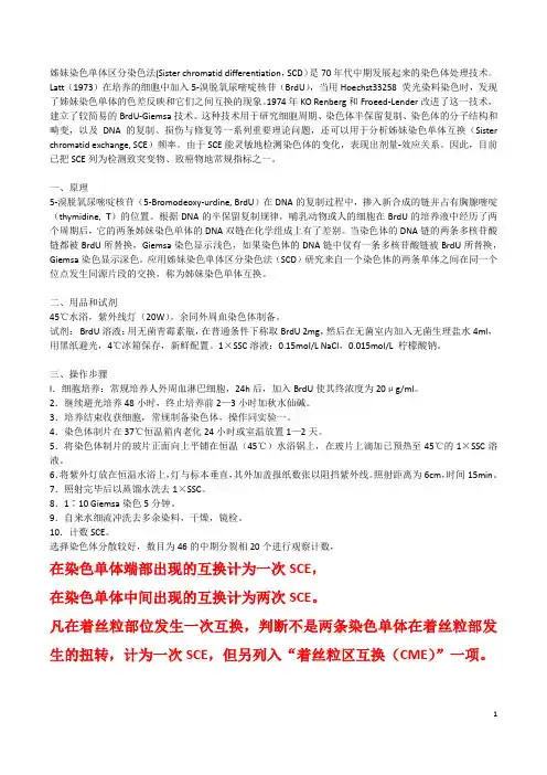 姊妹染色单体区分染色法