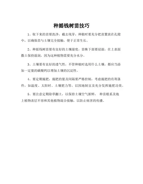 种摇钱树苗技巧
