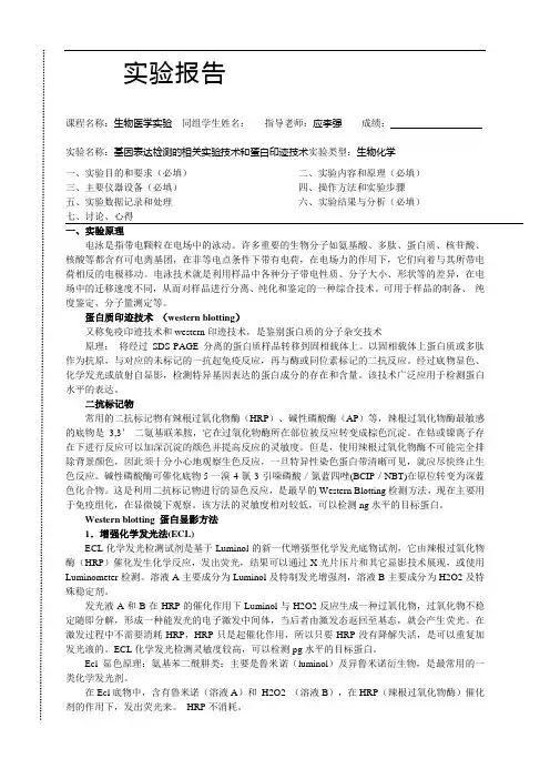 CC-基因表达检测的相关实验技术和蛋白印迹技术实验报告