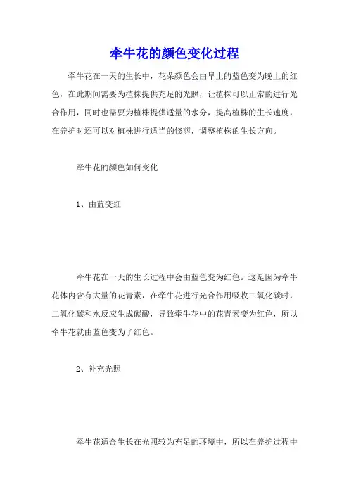 牵牛花的颜色变化过程
