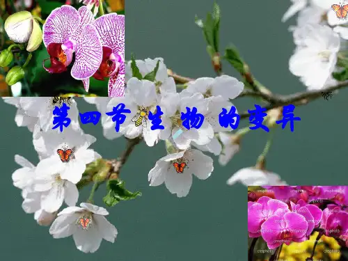 基因突变ppt课件