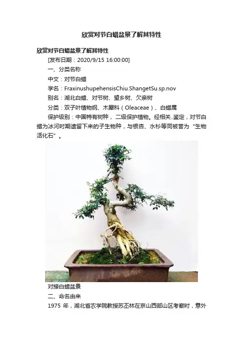 欣赏对节白蜡盆景了解其特性