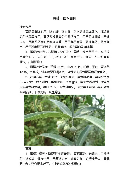 黄精—搜狗百科