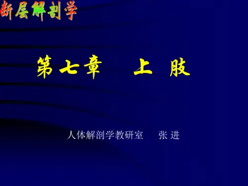 断层解剖学-上肢