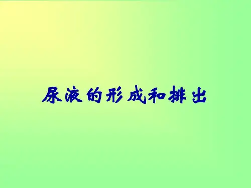 尿液的形成和排出