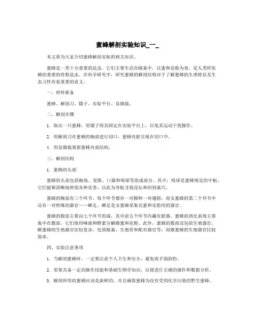 蜜蜂解剖实验知识_一_