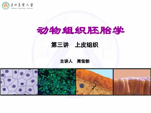 2上皮组织