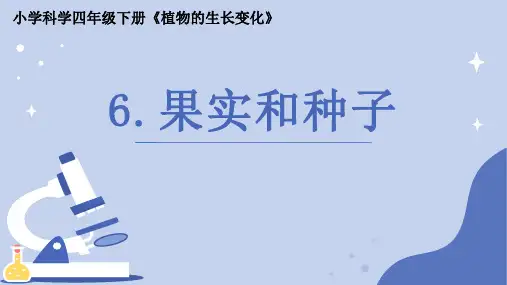 《果实和种子》小学科学四年级下册PPT课件