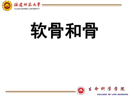 组织胚胎学结缔组织2软骨和骨
