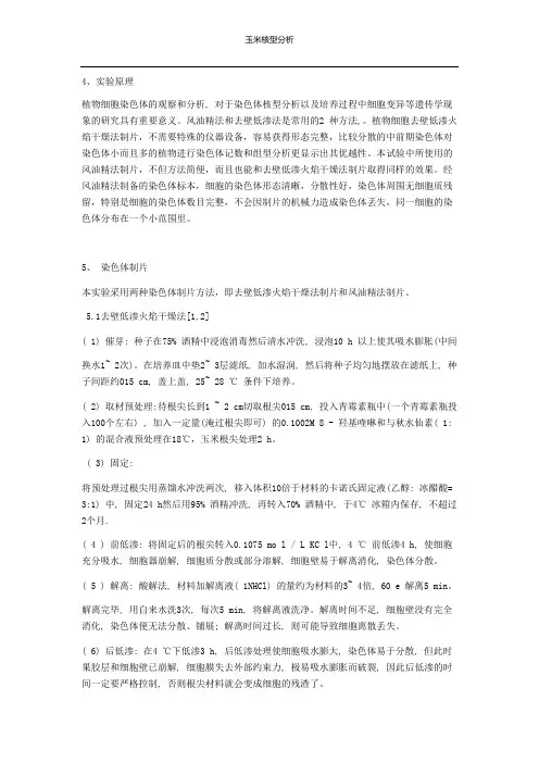 玉米核型分析