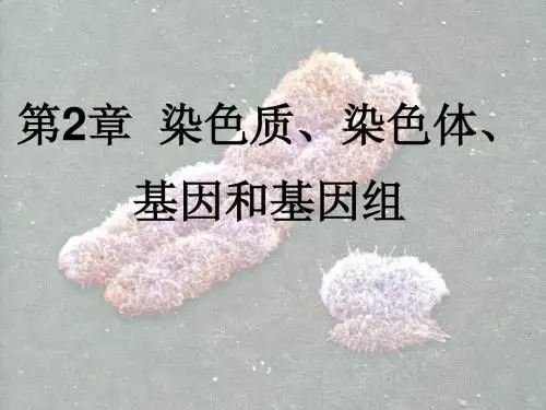 第2章 染色质、染色体、基因和基因组