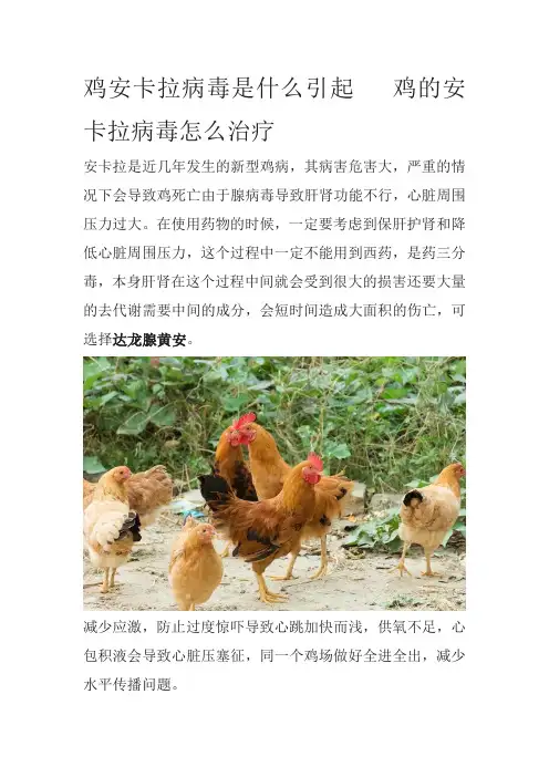 鸡安卡拉病毒是什么引起鸡的安卡拉病毒怎么治疗