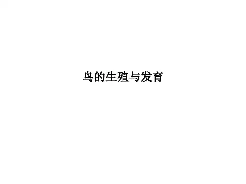 鸟的生殖与发育PPT课件