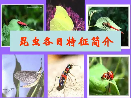 1 昆虫各目特征简介