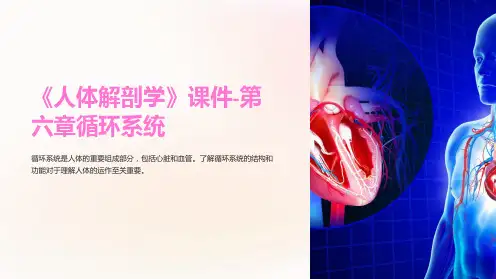 《人体解剖学》课件-第六章循环系统