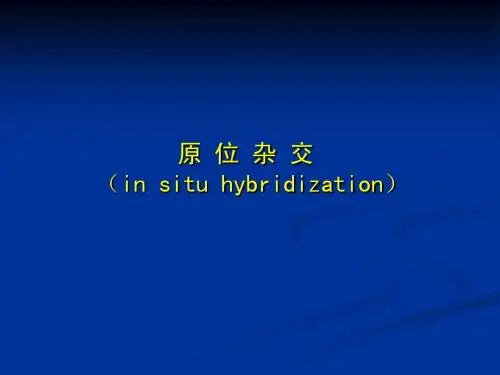原位杂交