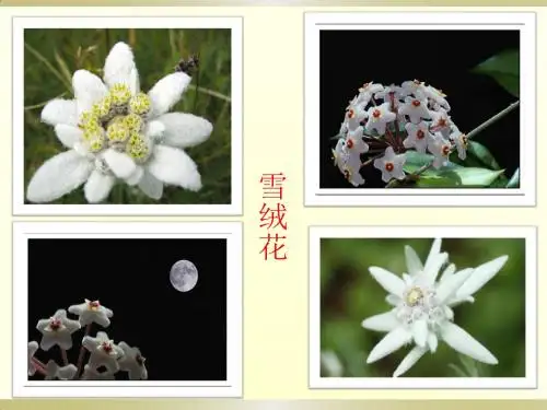 《雪绒花》课件