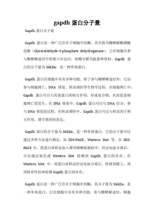 gapdh蛋白分子量