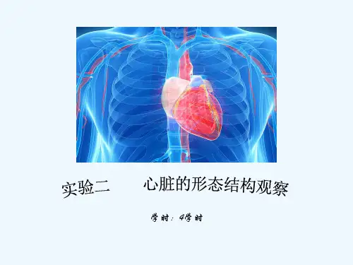 人体解剖学实验三-心脏的形态结构观察-PPT