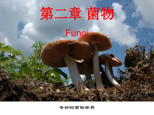 2菌物