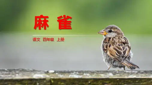 《麻雀》ppt课件