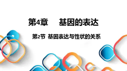 4.2 基因表达与性状的关系(课件)高一生物下学期课件(2019人教版必修2)