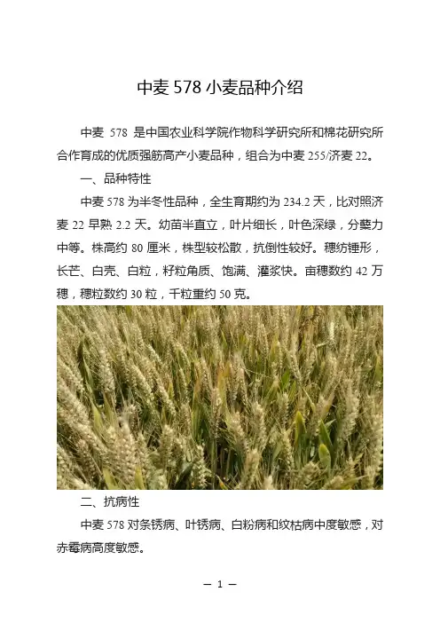 中麦578小麦品种介绍