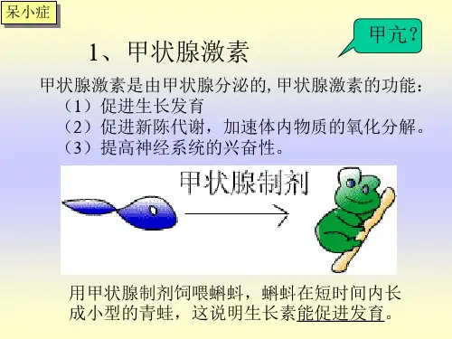 动物的激素调节2