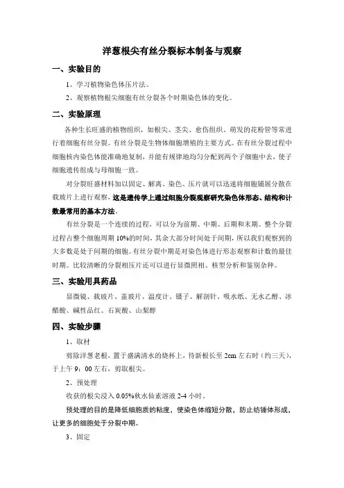 洋葱根尖有丝分裂标本制备与观察