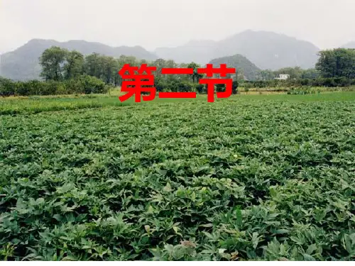 八年级地理上册《农业》课件(34张ppt)