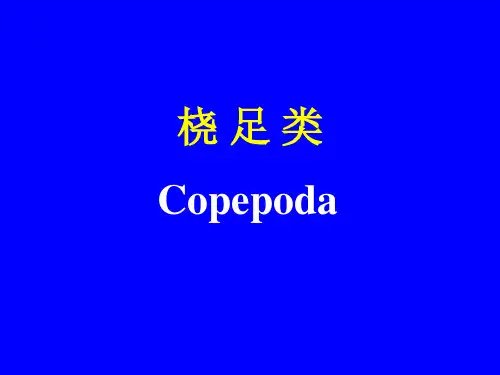 第五章-桡足类