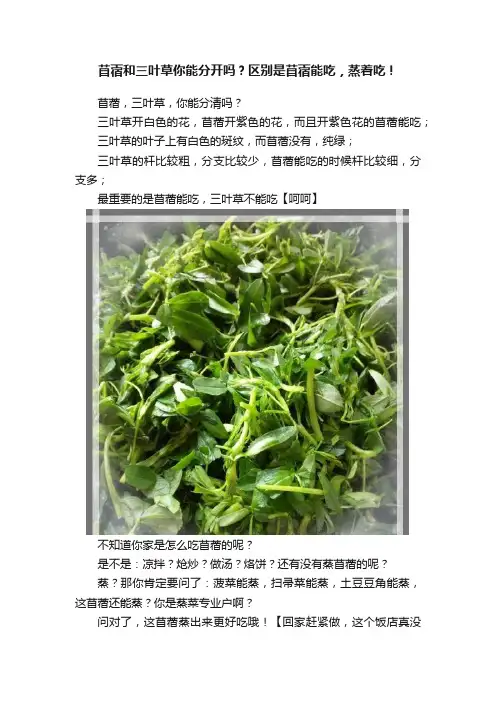苜蓿和三叶草你能分开吗？区别是苜蓿能吃，蒸着吃！