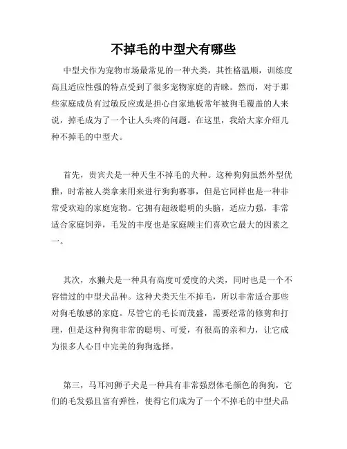 不掉毛的中型犬有哪些