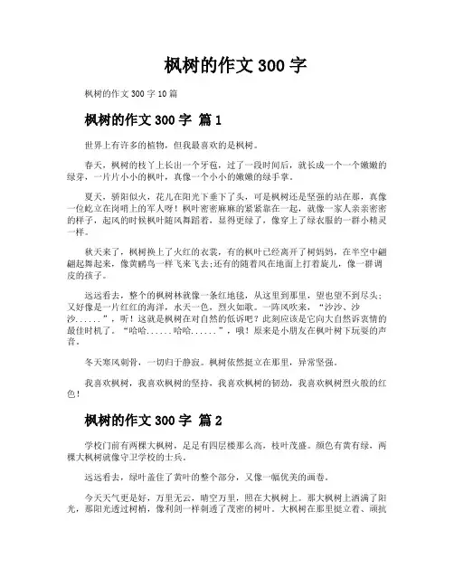 枫树的作文300字