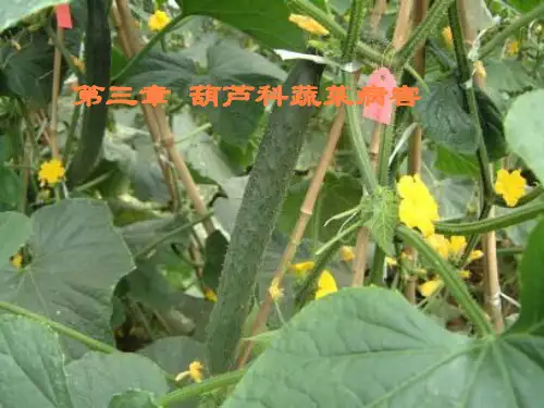 部瓜类病害PPT课件