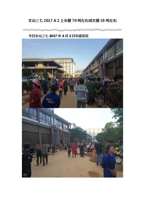 文山三七2017.6.2上市量70吨左右成交量25吨左右