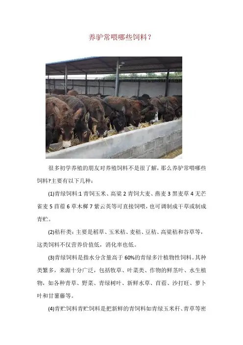 养驴常喂哪些饲料？