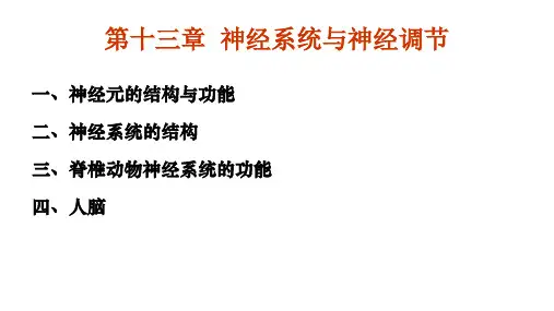 神经元的结构和功能
