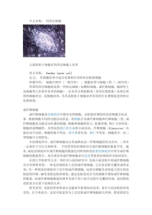 饲养层细胞、成纤维细胞、滋养层细胞