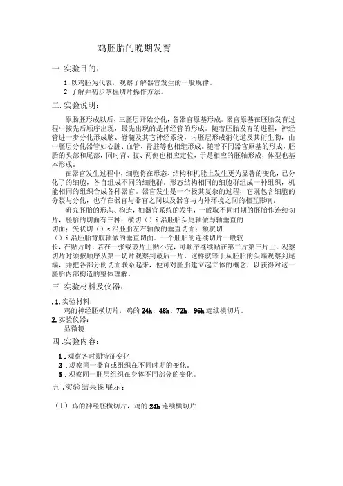 鸡胚胎的晚期发育切片图