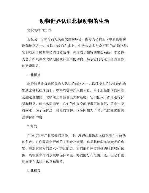 动物世界认识北极动物的生活