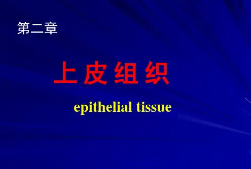 第二章-上皮组织ppt课件